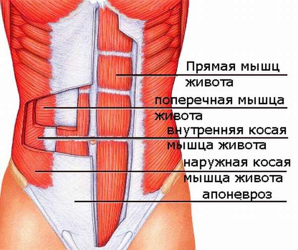 Анатомия косых мышц